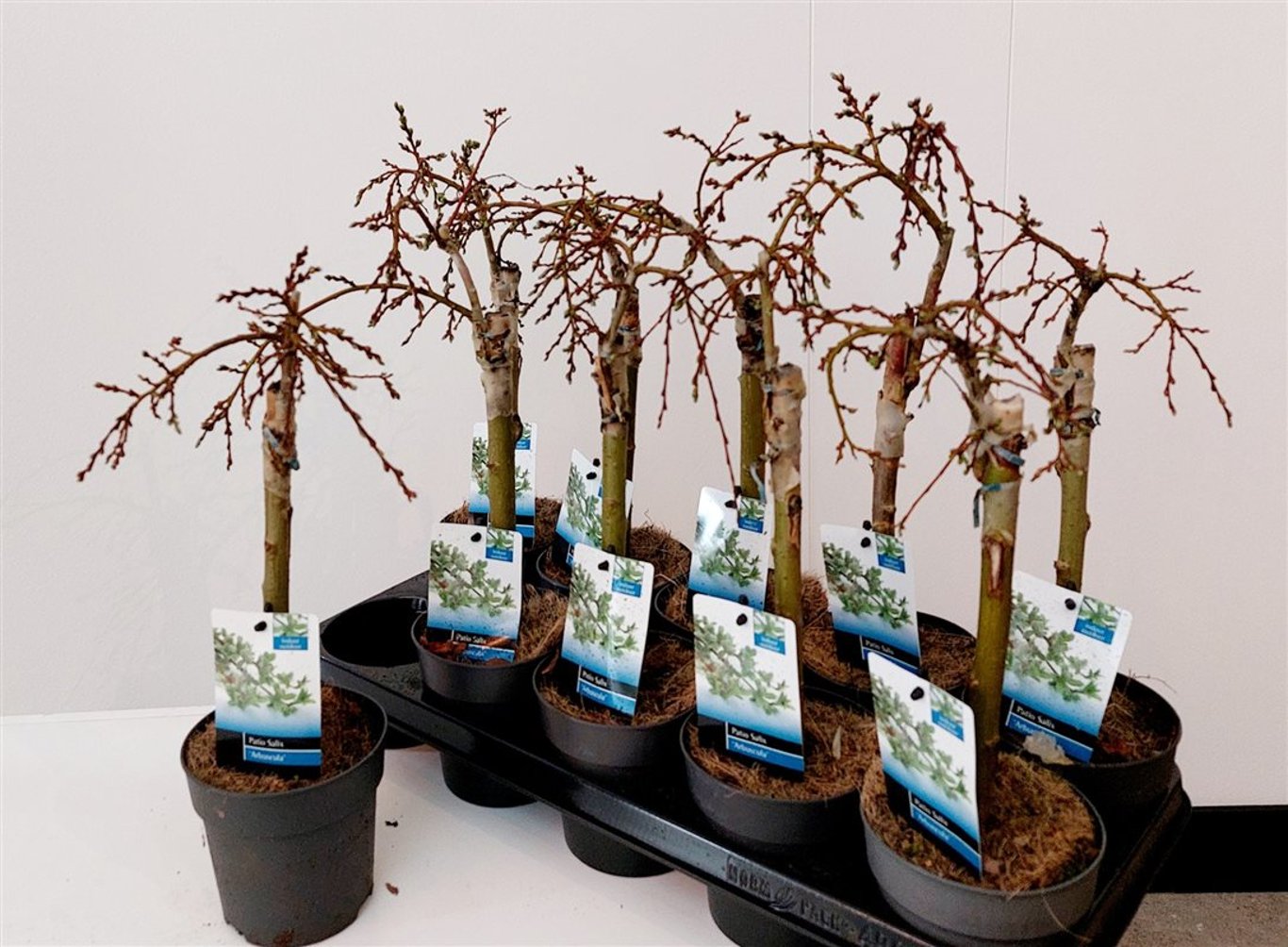 Salix arbuscula - P12